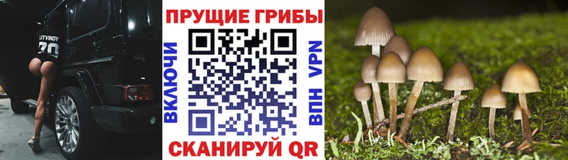 Галлюциногенные грибы MAGIC MUSHROOMS  купить наркотики сайты  Новосибирск 